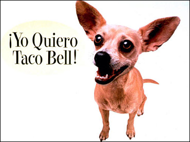 RIP Gidget (aka: The Chuihuahua From The TACO BELL Commercials)